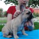 Franse Bulldog | Reutje| | FCI | Hoger segment - 1 - Thumbnail