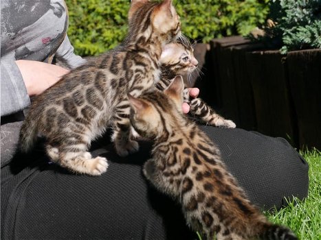 Mannelijke en vrouwelijke Bengaalse kittens hebben een nieuw thuis nodig. - 0