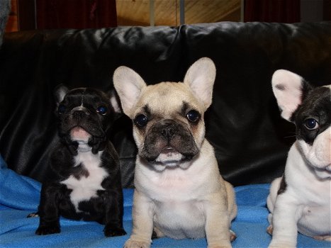 Twee Franse Blaue Bulldog Pups - 0