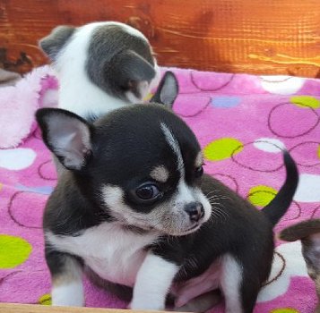 Chihuahua pup te koop - 0