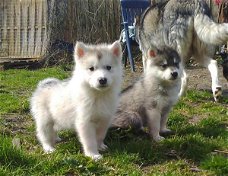 Twee Mooie Siberische Husky pups