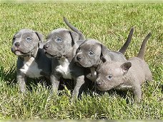 Supermooie pitbull terrier pups!