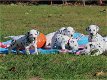 Mooie Dalmatier Puppies - 0 - Thumbnail