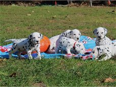 Mooie Dalmatier Puppies