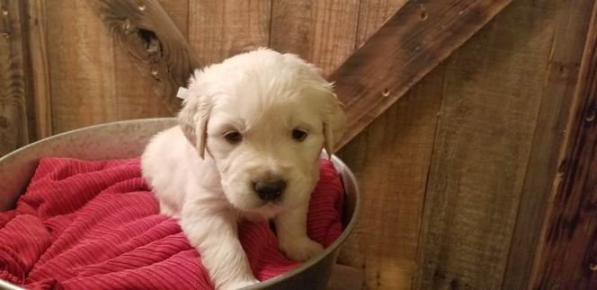 Adora Golden Retriever-puppy's - Afbeelding 2