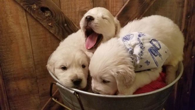 Adora Golden Retriever-puppy's - Afbeelding 3