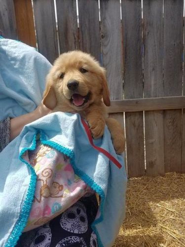 Adora Golden Retriever-puppy's - nr. 1