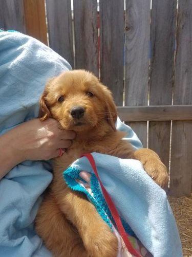 Adora Golden Retriever-puppy's - Afbeelding 2