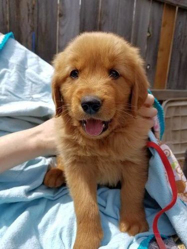 Adora Golden Retriever-puppy's - Afbeelding 3