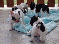 Franse Buldog pups met stamboom.