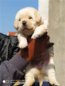 Labrador-puppy's op zoek naar hun nieuwe huis