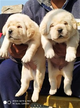 Labrador-puppy's op zoek naar hun nieuwe huis - 1