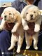 Labrador-puppy's op zoek naar hun nieuwe huis - 1 - Thumbnail