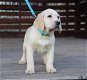 LABRADOR PUPPIES VOOR AANNEMING - 1 - Thumbnail