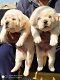 LABRADOR PUPPIES - 1 - Thumbnail