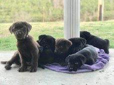 LABRADOR PUPPIES VOOR AANNEMING