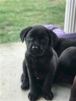 LABRADOR PUPPIES VOOR AANNEMING - 1