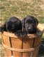 LABRADOR PUPPIES VOOR AANNEMING - 0 - Thumbnail