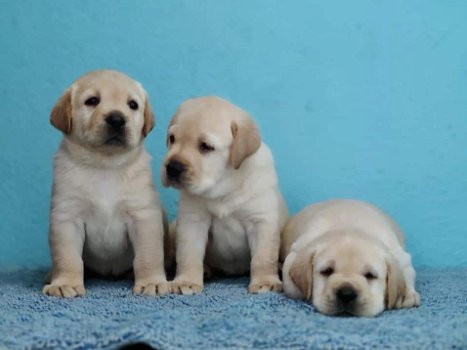 LABRADOR PUPPIES VOOR AANNEMING - 1