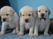 LABRADOR PUPPIES VOOR AANNEMING - 0 - Thumbnail