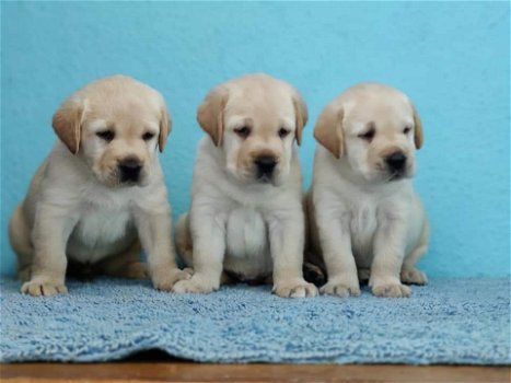 LABRADOR PUPPIES VOOR AANNEMING - 1