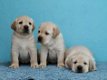 LABRADOR PUPPIES VOOR AANNEMING - 2 - Thumbnail