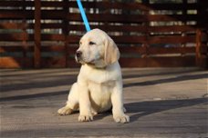 LABRADOR PUPPIES VOOR AANNEMING   