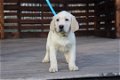 LABRADOR PUPPIES VOOR AANNEMING - 1 - Thumbnail