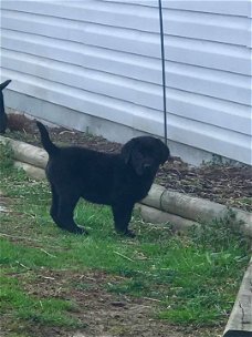 LABRADOR PUPPIES VOOR AANNEMING   