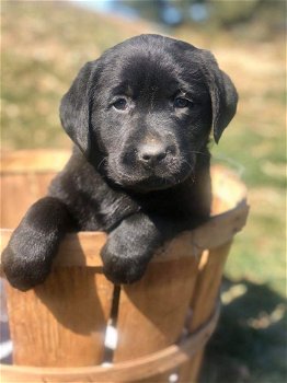 LABRADOR PUPPIES VOOR AANNEMING - 2