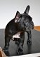 Franse Buldog pups met stamboom. - 0 - Thumbnail