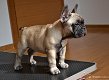 Franse Buldog pups met stamboom. - 2 - Thumbnail