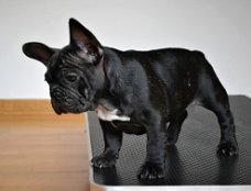 Franse Buldog pups met stamboom.