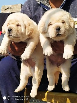 LABRADOR PUPPIES KLAAR VOOR NIEUW HUIS - 1