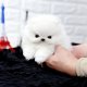 Teddybeer Pommeren pups 11 weken - 0 - Thumbnail