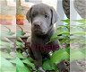 LABRADOR PUPPIES KLAAR VOOR NIEUW HUIS - 3 - Thumbnail