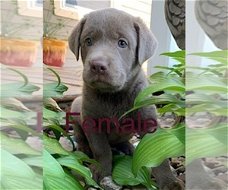 LABRADOR PUPPIES KLAAR VOOR NIEUW HUIS