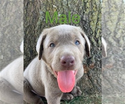 LABRADOR PUPPIES KLAAR VOOR NIEUW HUIS - 4