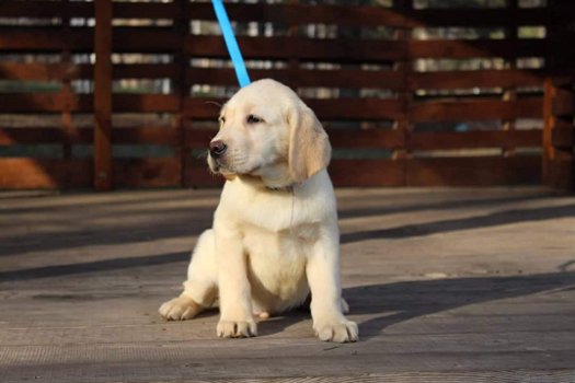 LABRADOR PUPPIES KLAAR VOOR NIEUW HUIS - 0