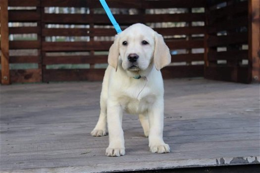 LABRADOR PUPPIES KLAAR VOOR NIEUW HUIS - 1