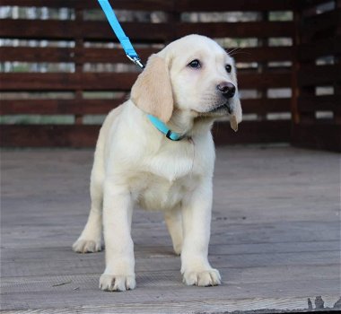 LABRADOR PUPPIES KLAAR VOOR NIEUW HUIS - 2