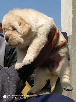 LABRADOR PUPPIES KLAAR VOOR NIEUW HUIS - 2