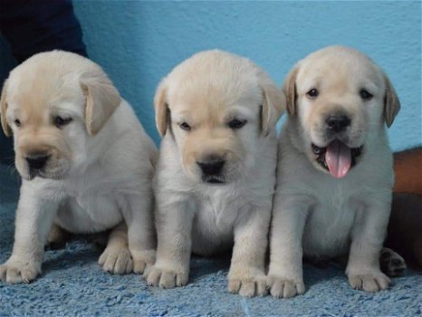 LABRADOR PUPPIES KLAAR VOOR NIEUW HUIS - 0