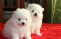 Teddybeer Pommeren pups 11 weken - 1 - Thumbnail