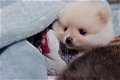 Teddybeer Pommeren pups 11 weken - 2 - Thumbnail