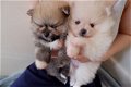 Teddybeer Pommeren pups 11 weken - 2 - Thumbnail