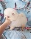 Teddybeer Pommeren pups 11 weken - 0 - Thumbnail