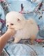 Teddybeer Pommeren pups 11 weken - 2 - Thumbnail