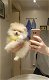 Teddybeer Pommeren pups 11 weken - 2 - Thumbnail