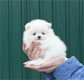 Teddybeer Pommeren pups 11 weken - 1 - Thumbnail